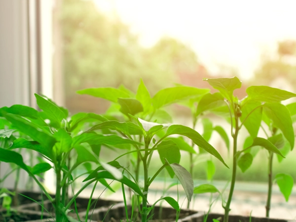 Små plantor i fönster