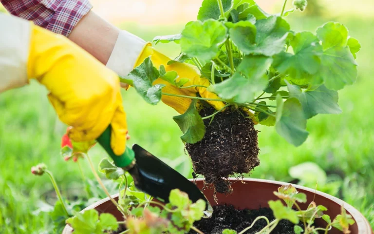 Pelargonplantering