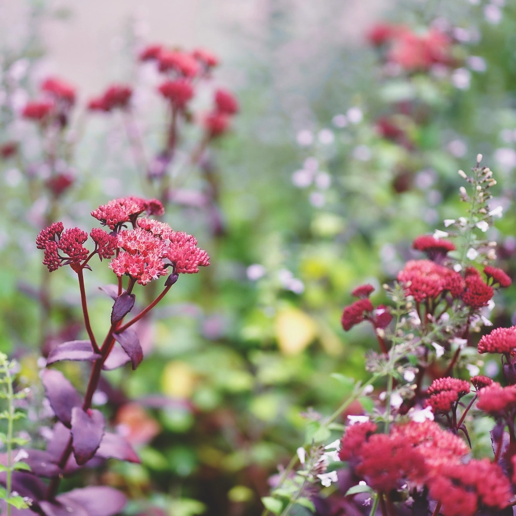 Kärleksört med rosa blommor och lila blad.