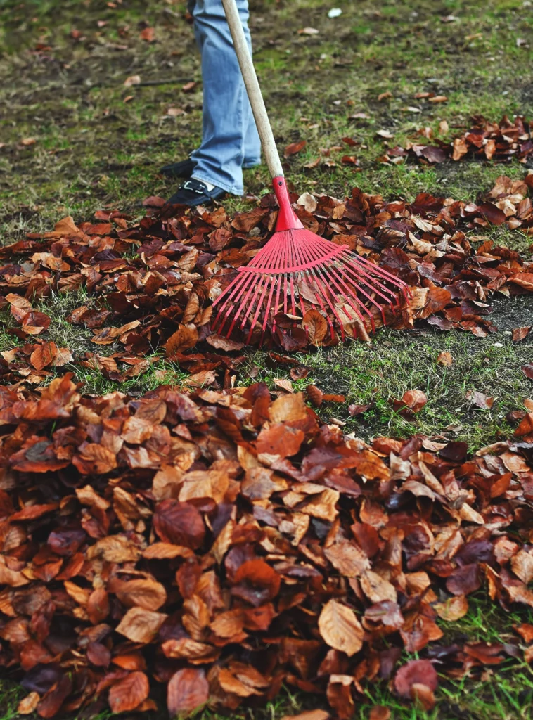 En person i jeans förbereder inför vintern genom att kratta upp röda löv med en röd kratta.