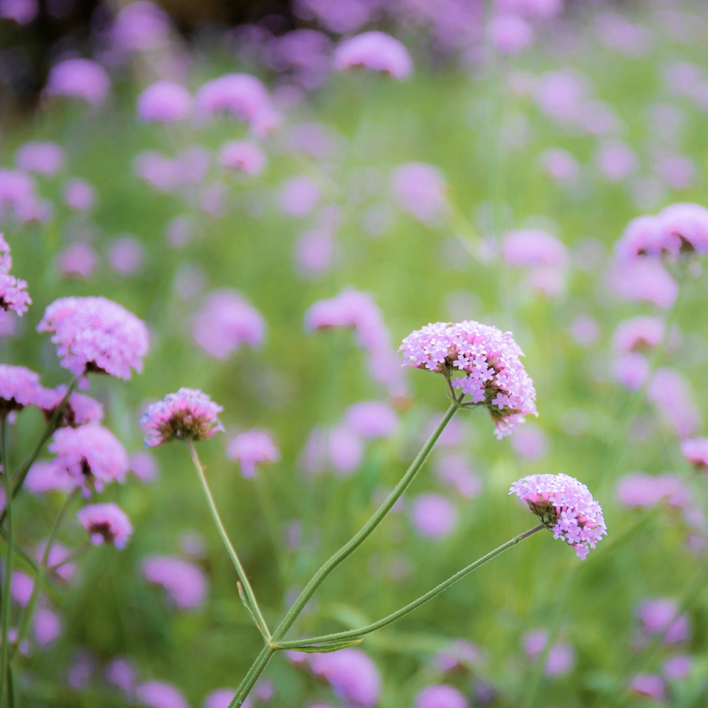 Jätteverbena. Ståtlig växt med knippen av lila små blommor.