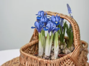 Blå iris och pärlhyacint i en korg.