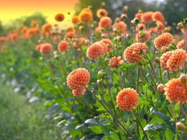 Dahlior-rabatt-scaled Dahlior-rabatt-scaled